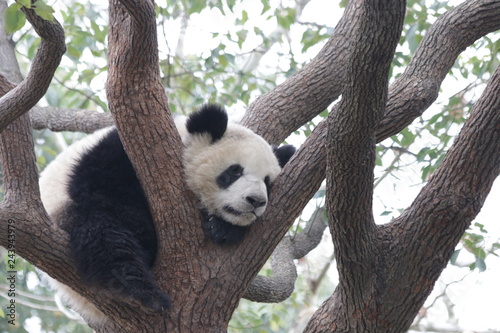 Sleeping Panda on the Tree, Chengdu, china