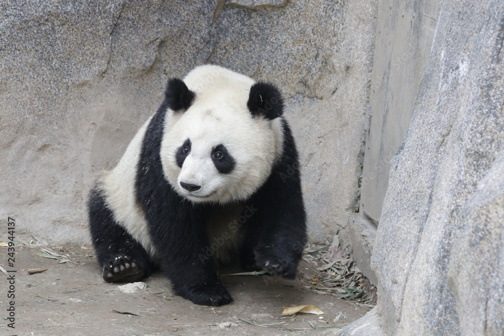 Obraz premium Sub Adult Panda in China