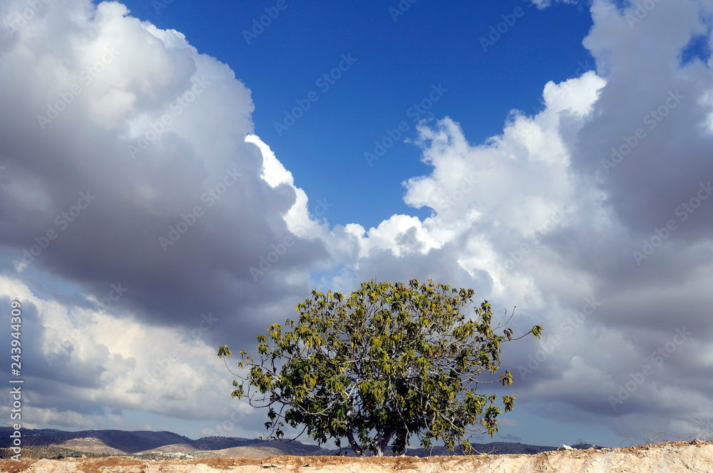Photos fig tree