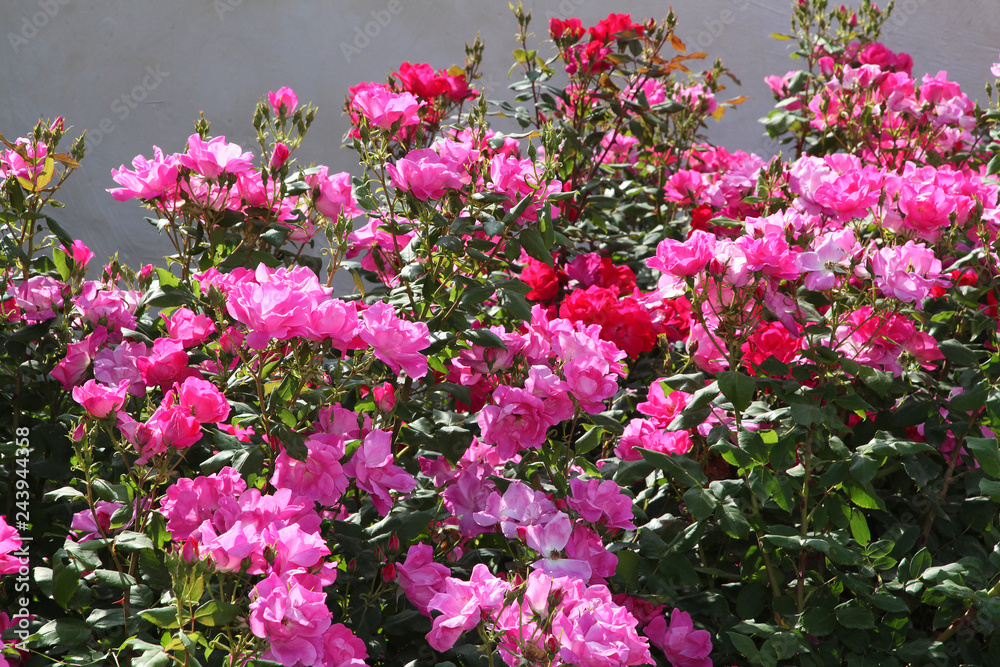 Fototapeta premium Fuchsia and pink roses in full bloom