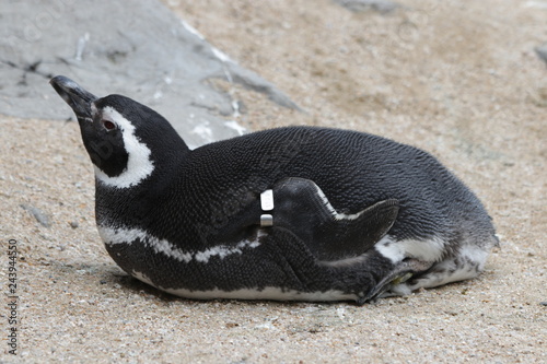 Adelie penguin is Taking a Rest in Winter Time, Cute Black and White Bird