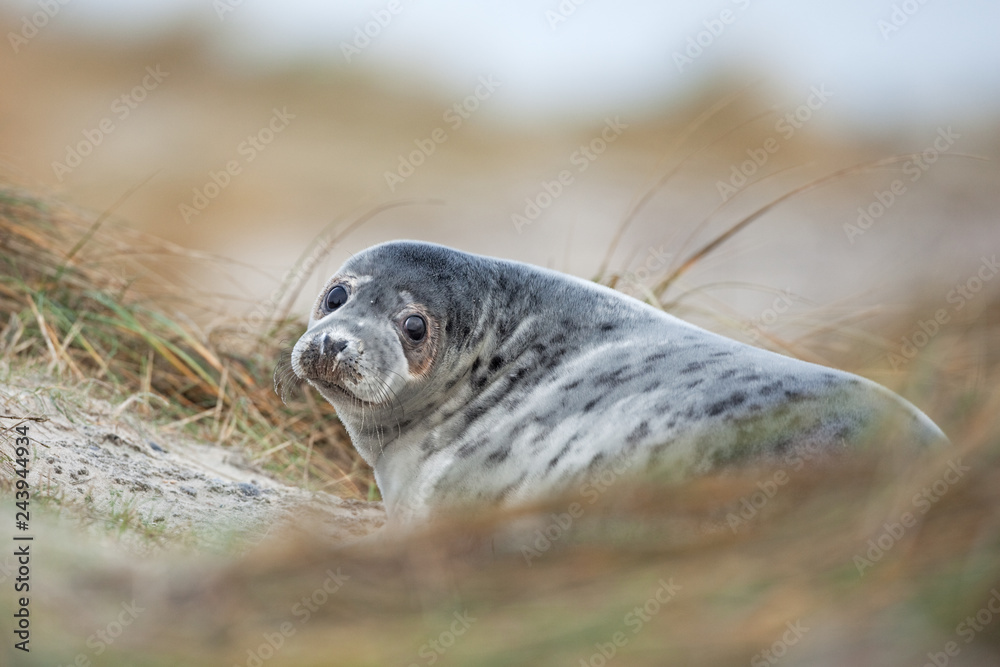 grey seal, halichoerus grypus, Helgoland grey seal, halichoerus grypus, Helgoland