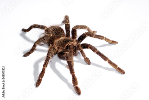 Spider tarantula on a white background