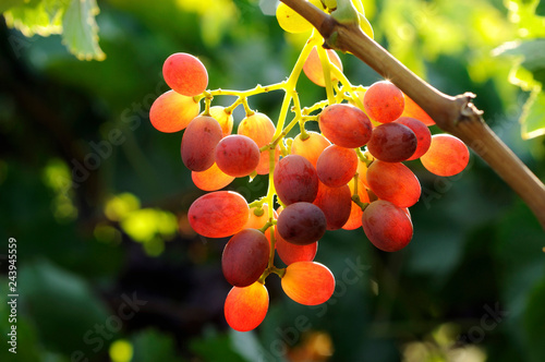 Vineyard, grapes