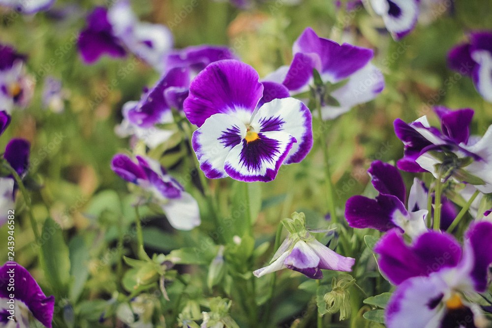 Blooming pansies. Beautiful blooming summer flower. Flower petals blooming.
