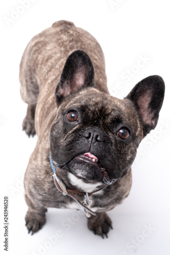 French Bulldog Photo Shoot © Life in Pixels