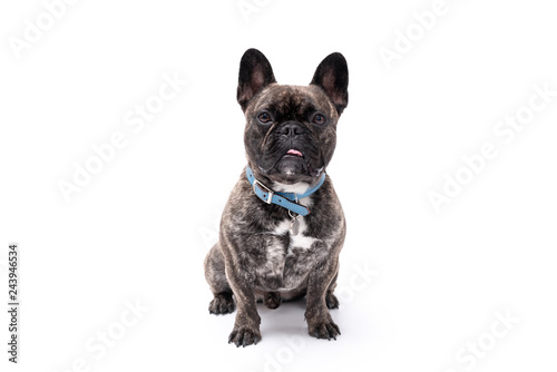 French Bulldog Photo Shoot © Life in Pixels
