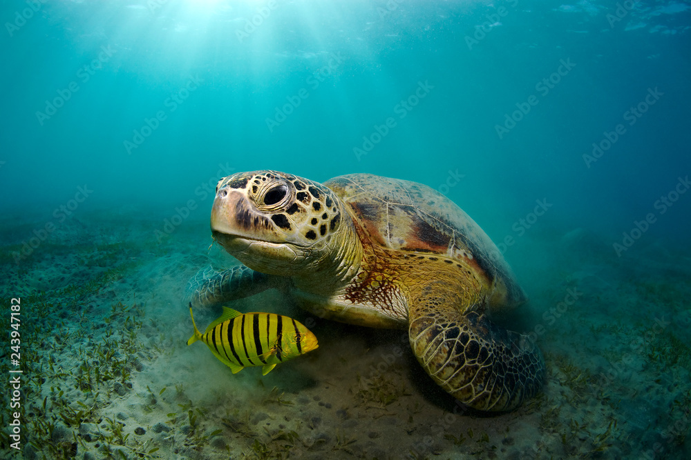 Fototapeta premium Green sea turtle under water in beams of the sun.