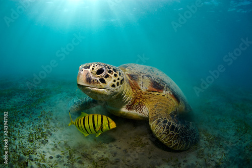 Green sea turtle under water in beams of the sun.