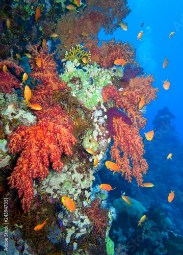 Fototapeta Naklejka Na Ścianę i Meble -  Beautiful coral reef with the diver.