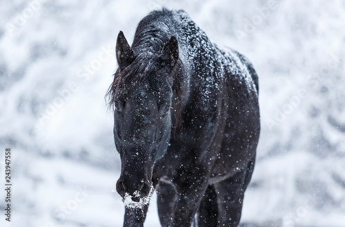 black horse in the snow