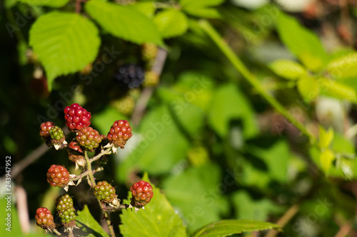 red berries on a branch
