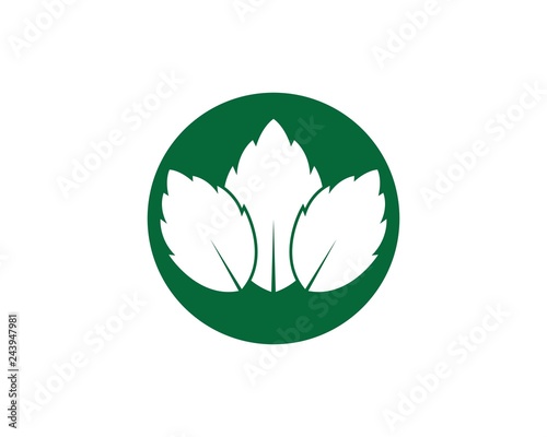 papermint leaf illustration vector
