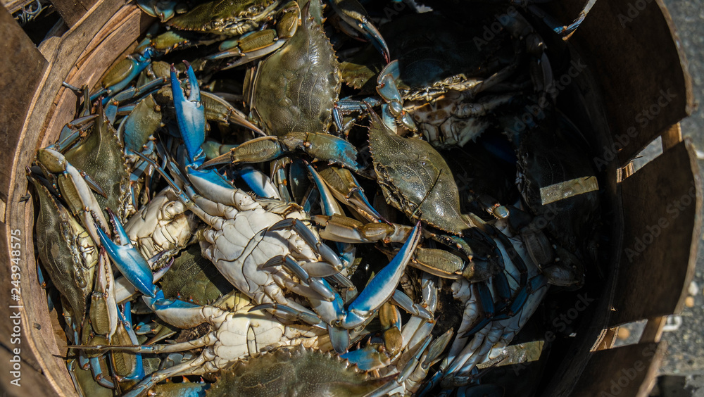 BLUE CRAB