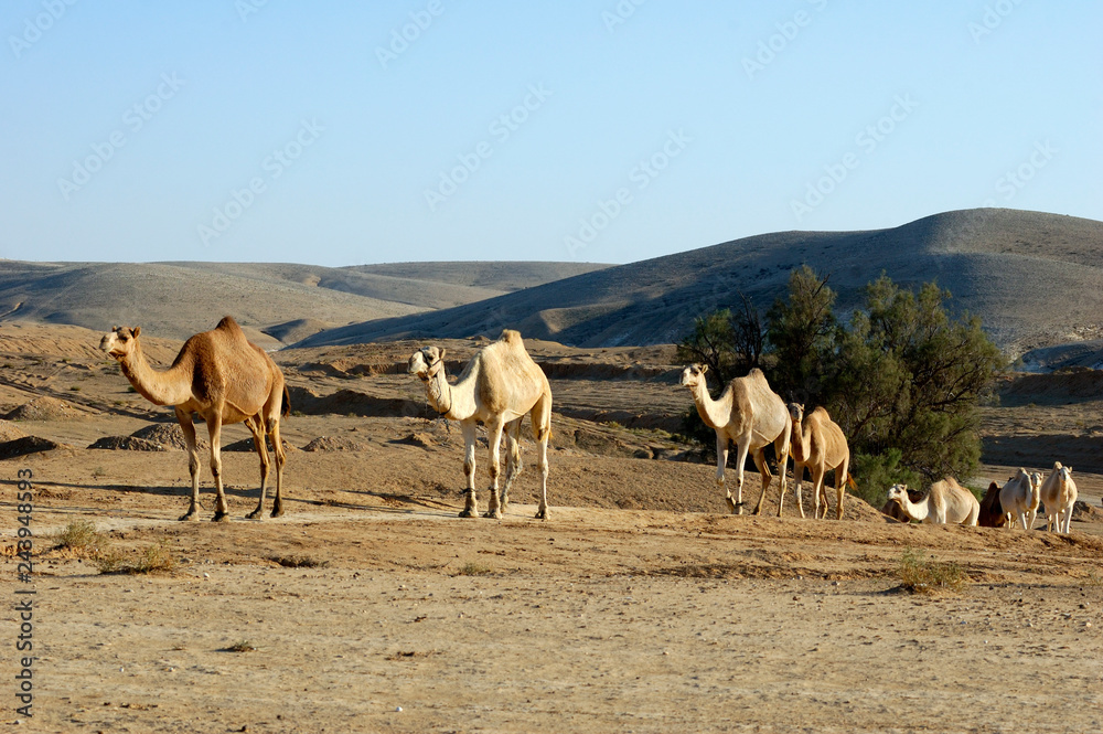 Arabian camel (Camelus dromedarius) Arabian camel (Camelus dromedarius)