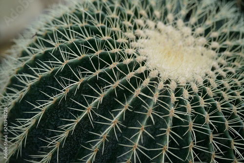 cactus texture background  close up