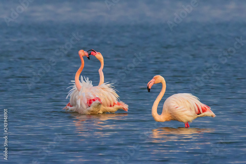 Greater flamingo fighting (Phoenicopterus roseus)
