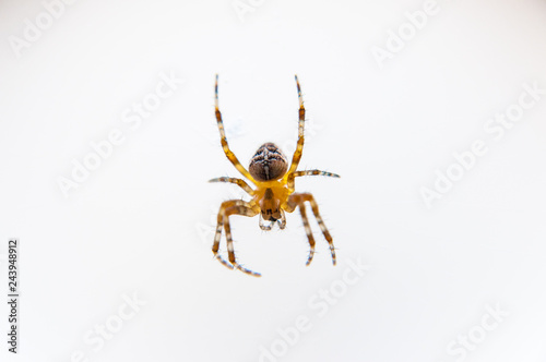 Yellow black Orb-weaver spider Araneid insect sitting on spiderweb