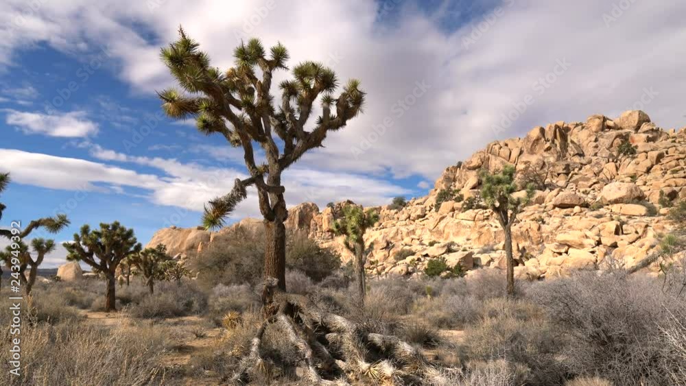 Pan Shot of Rugged Desert in Joshua Tree National Park Pan Shot of Rugged Desert in Joshua Tree National Park