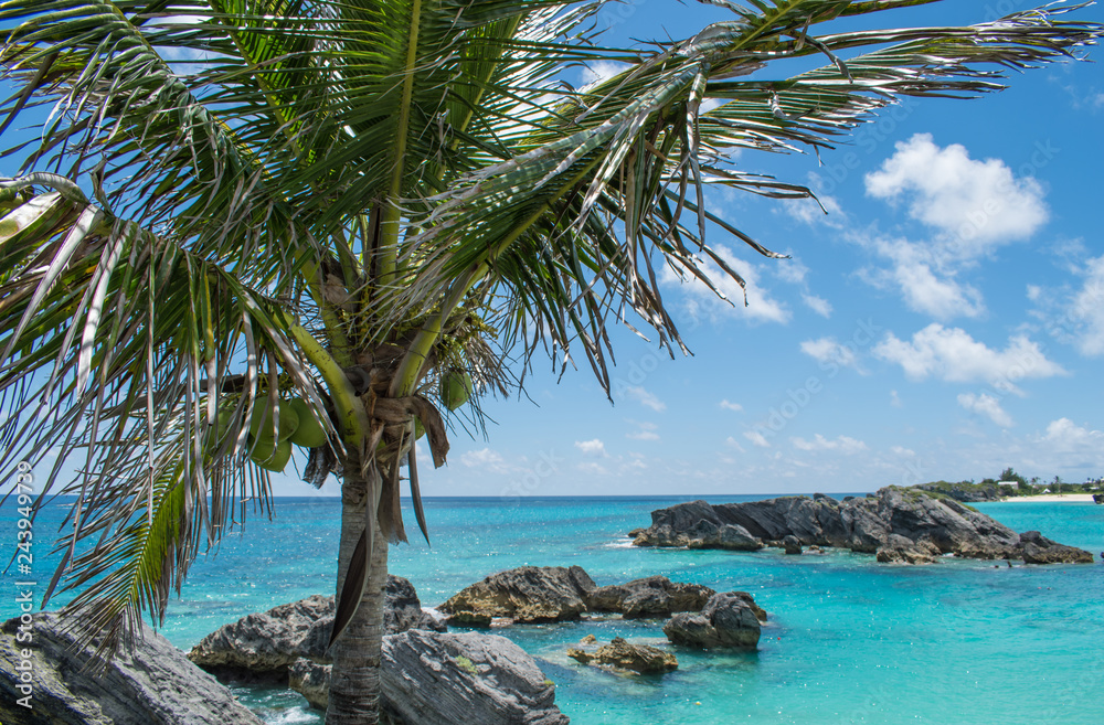 Palm Tree Palm Tree