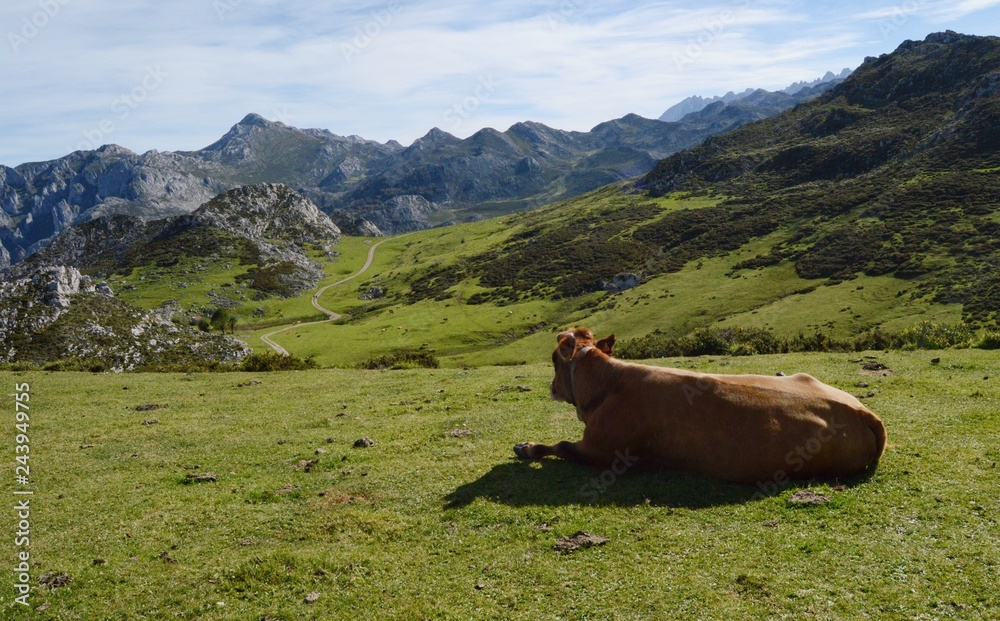 Fototapeta premium cow in the mountains