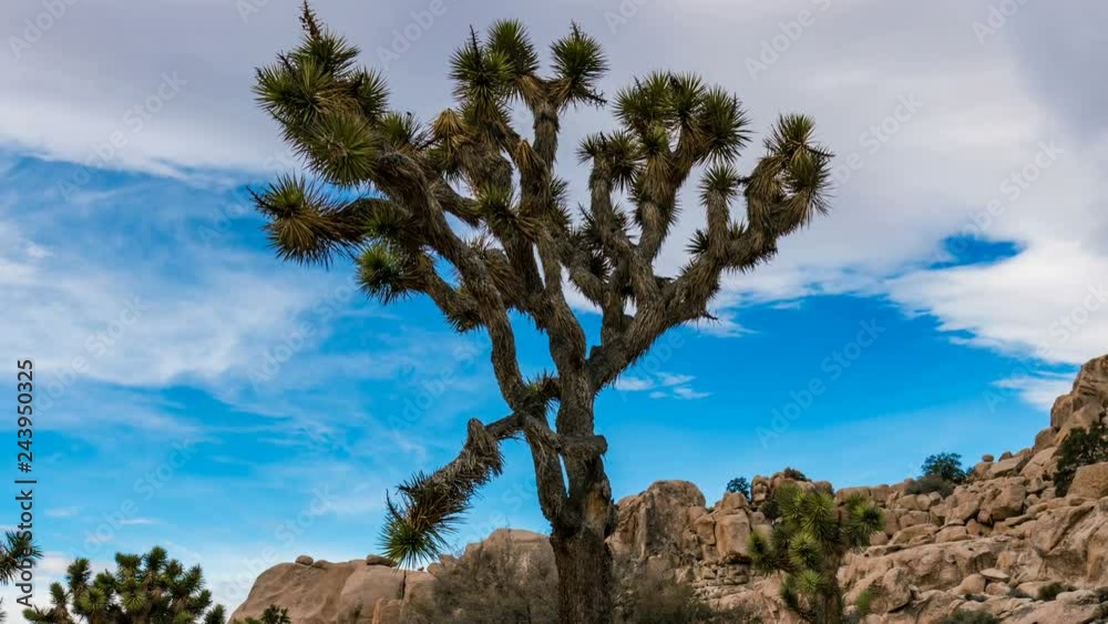 Timelapse of Sunshine thru Joshua Tree in Mojave Desert -Zoom Out- Timelapse of Sunshine thru Joshua Tree in Mojave Desert -Zoom Out-
