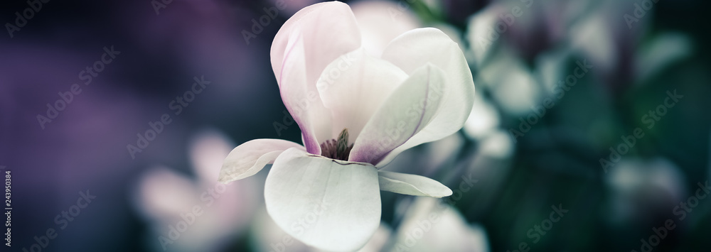 Beautiful close up magnolia flowers. Blooming magnolia tree in the spring. Selective focus Beautiful close up magnolia flowers. Blooming magnolia tree in the spring. Selective focus