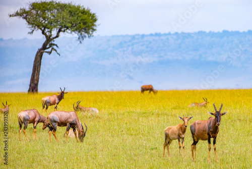 Topi-Antilopen in der Wildnis Kenias