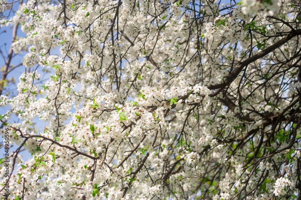 The voice of spring against the background of flowering fruit trees, reviving after a winter sleep. The voice of spring against the background of flowering fruit trees, reviving after a winter sleep.