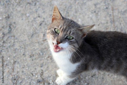 cat with blue eyes © Viktoriya