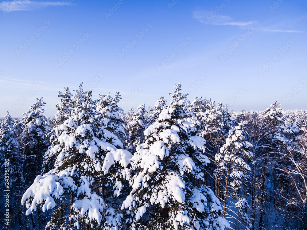 Aerial view winter forest. Tops of snowy tree branch and blue sky. Birds eye view. Aerial view winter forest. Tops of snowy tree branch and blue sky. Birds eye view.
