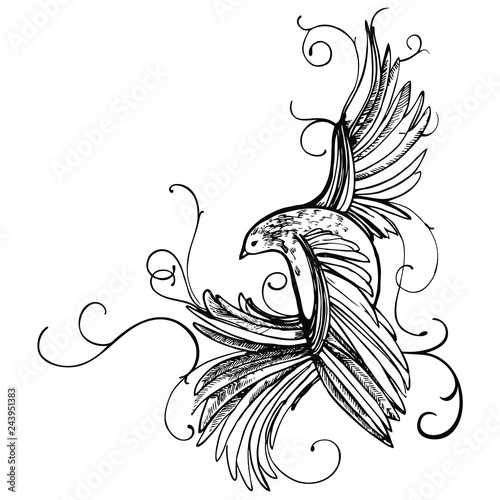 Hand drawn bird illustration. Vector isolated