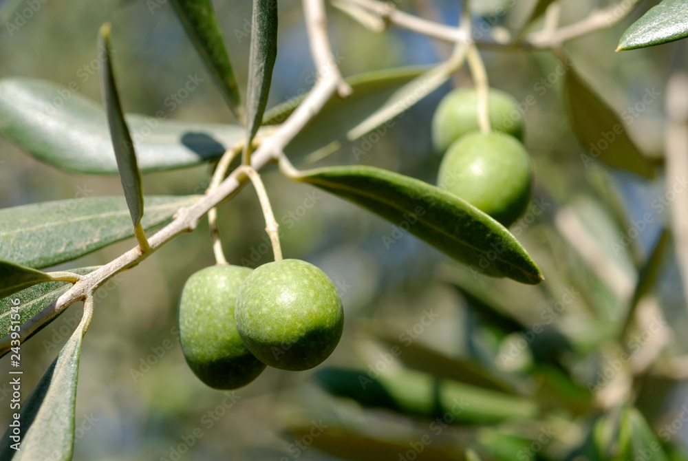 Olive tree