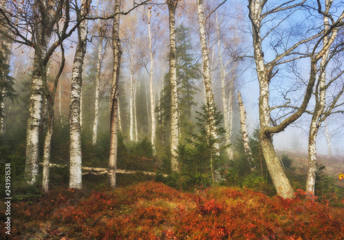 autumn forest. foggy morning in the fairy forest. picturesque morning
