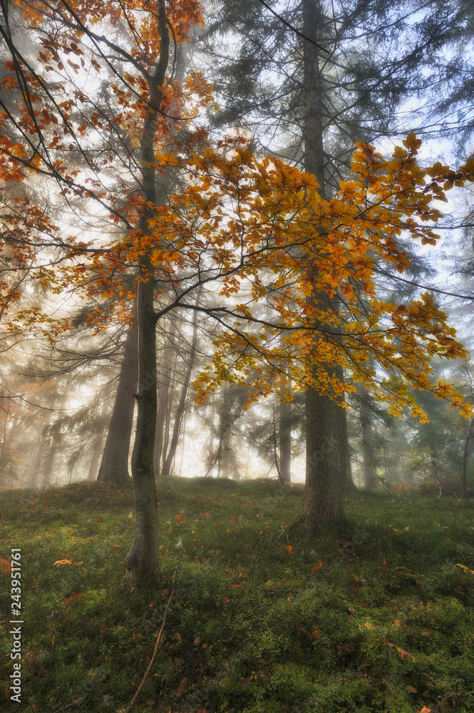 autumn forest. foggy morning in the fairy forest. picturesque morning