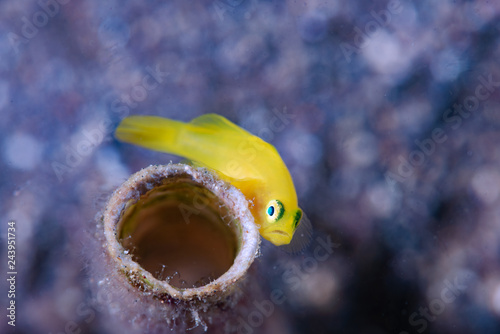 Yellow Pygmy-goby Lubricogobius exiguus photo