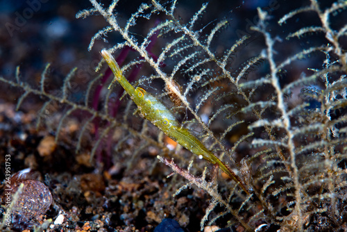  Ocellated tozeuma shrimp Tozeuma lanceolatum