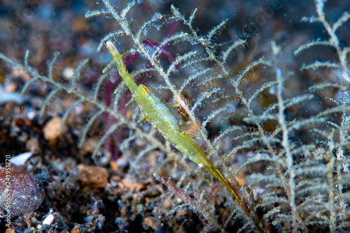 Ocellated tozeuma shrimp Tozeuma lanceolatum © Francesco