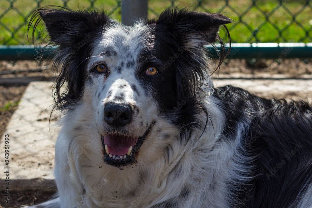 Perro blanco con negro sonriendo en el parque de perros