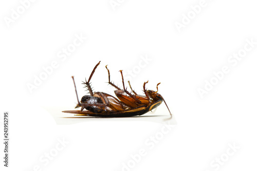 cockroach isolated / lying dead of cockroach insect isolated on white background © Bigc Studio