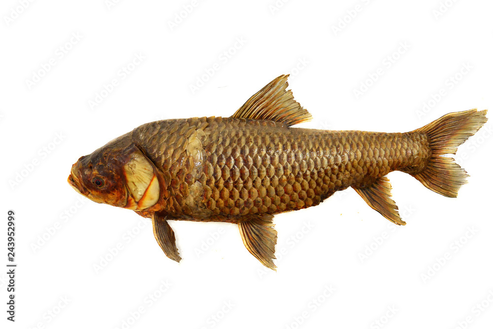 Fototapeta premium Fish Taxidermy / The common carp fish taxidermy isolated on white background - freshwater fish
