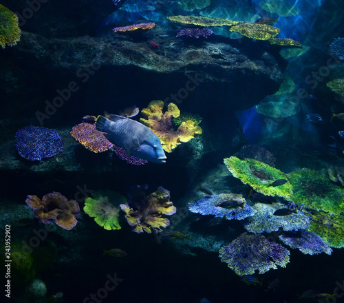 Marine life fish swimming underwater ocean colorful / Various types fish tank in big aquarium