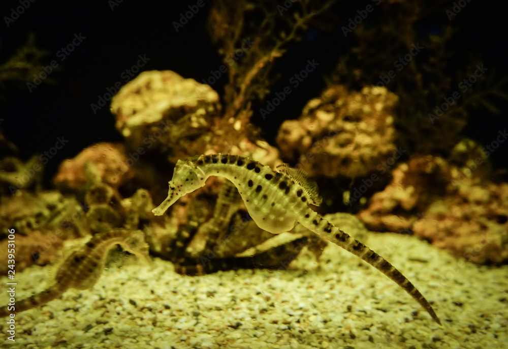 big-belly Seahorse / Yellow belly sea horse swimming underwater ocean