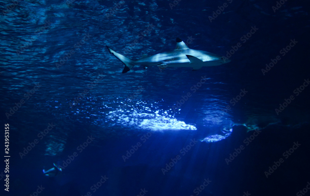Obraz premium Blacktip reef shark / picture underwater sea shark swimming marine life in ocean
