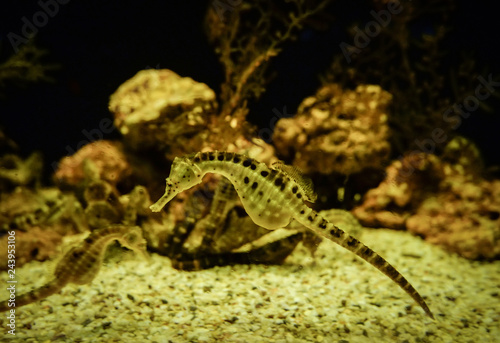 big-belly Seahorse / Yellow belly sea horse swimming underwater ocean photo