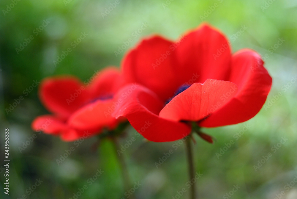 field of red poppies field of red poppies