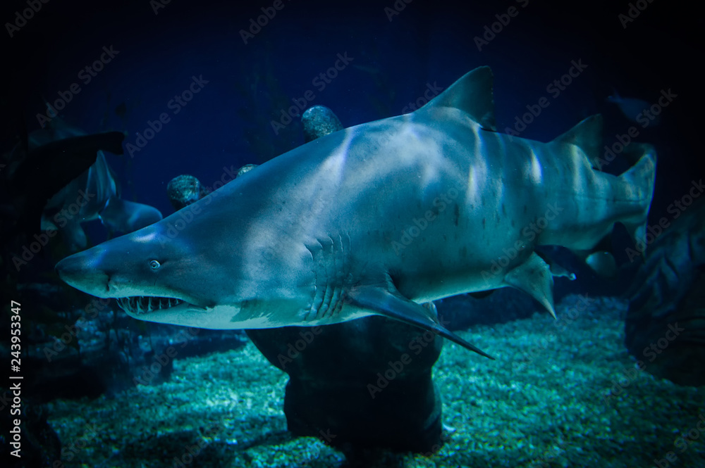 Naklejka premium large Ragged Tooth Shark or Sand Tiger Shark