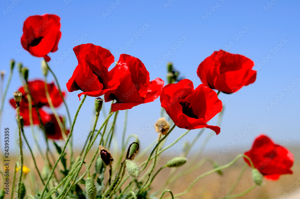 Naklejka premium field of red poppies