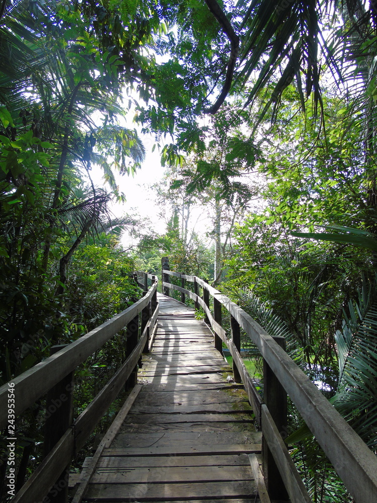 Obraz premium Bridge in forest