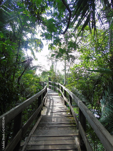 Fototapeta Naklejka Na Ścianę i Meble -  Bridge in forest